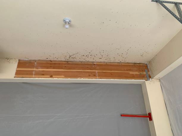 Best Mold Damage Restoration  in Pequot Lakes, MN