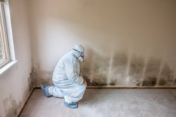 Best Crawl Space Mold Remediation  in Pequot Lakes, MN